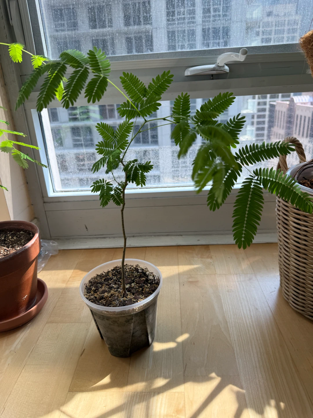 Mimosa silk tree 🌳