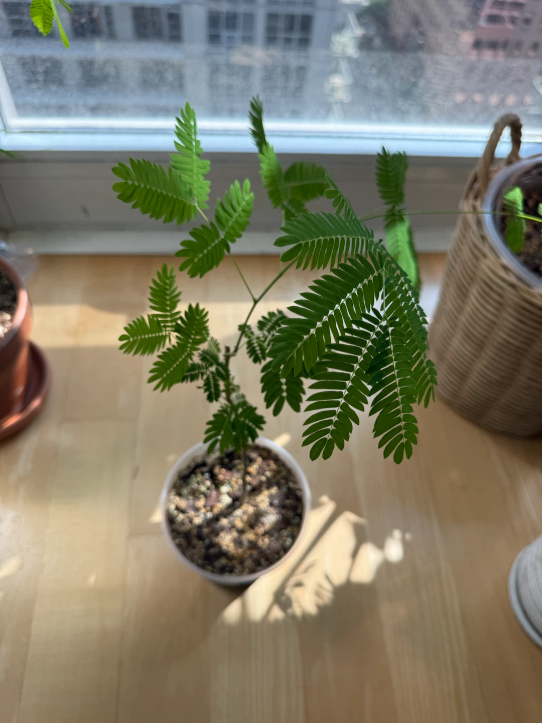Mimosa silk tree 🌳 - photo 2