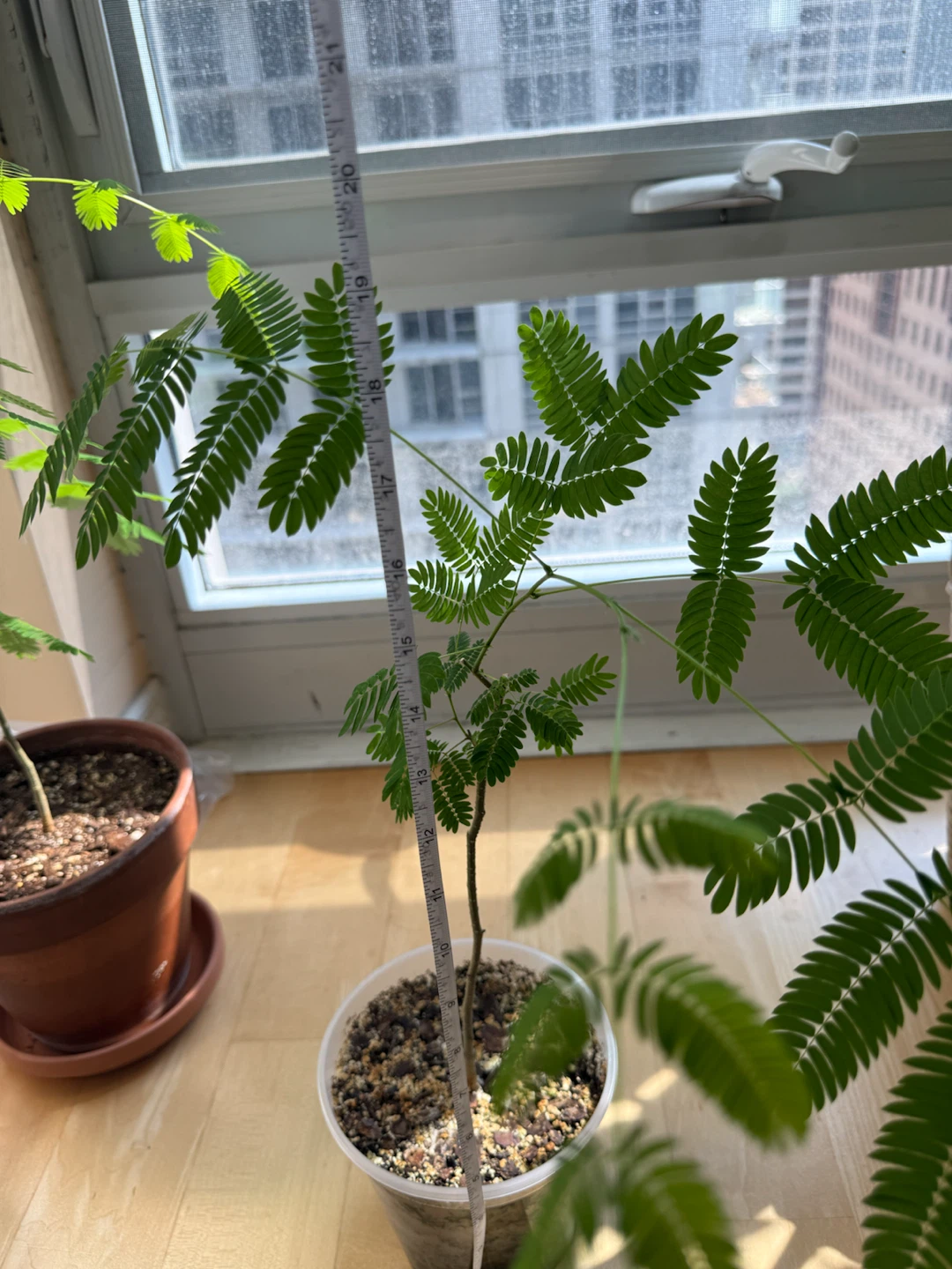 Mimosa silk tree 🌳 - photo 4
