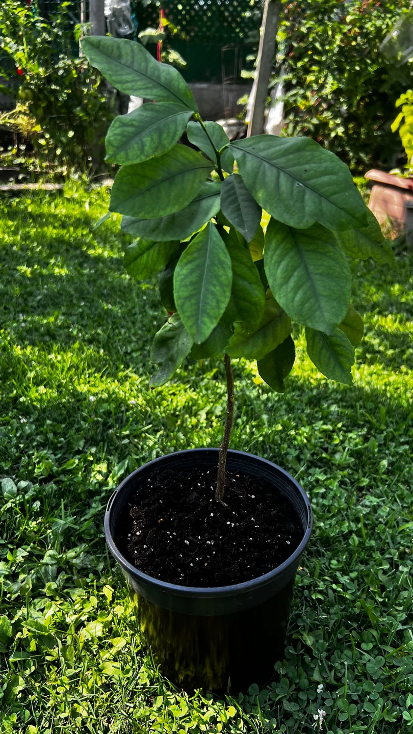 Lemon Potted Plant