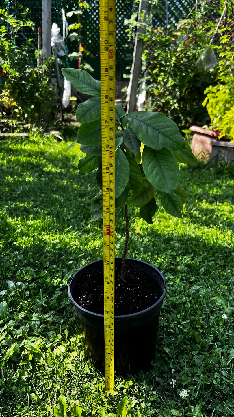Lemon Potted Plant - photo 2