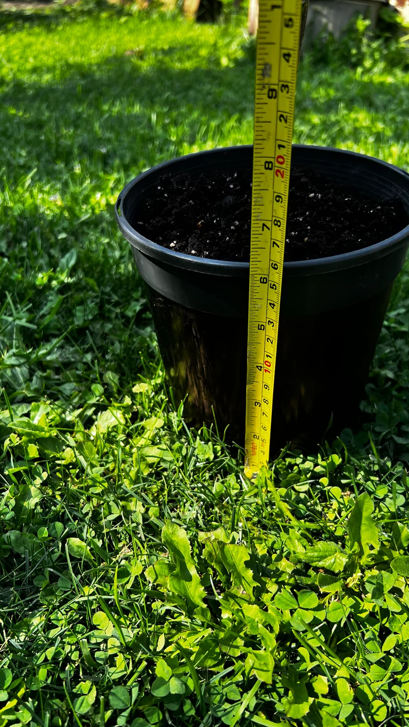 Lemon Potted Plant - photo 3