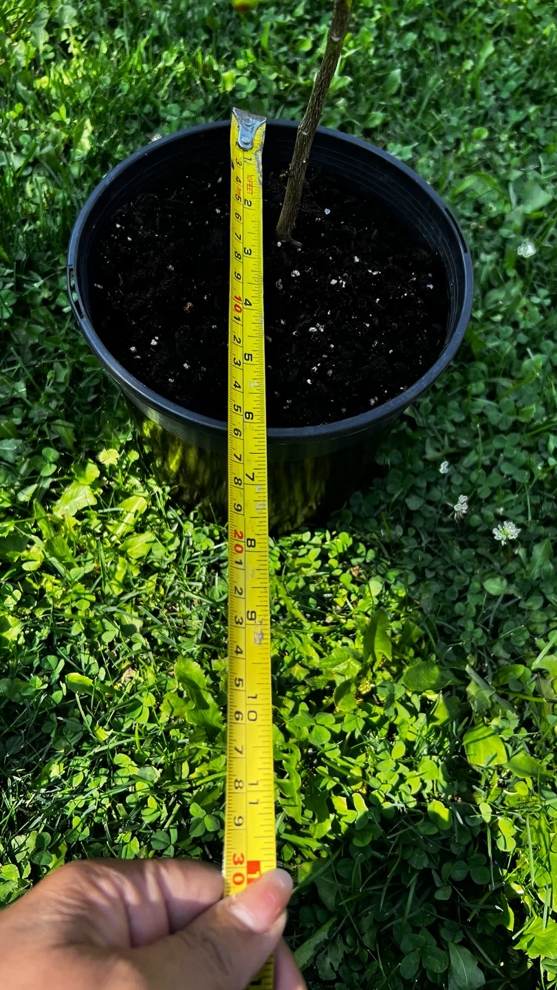Lemon Potted Plant - photo 4