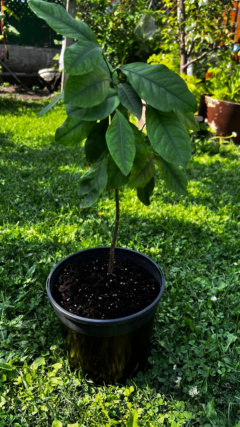 Lemon Potted Plant - photo 5