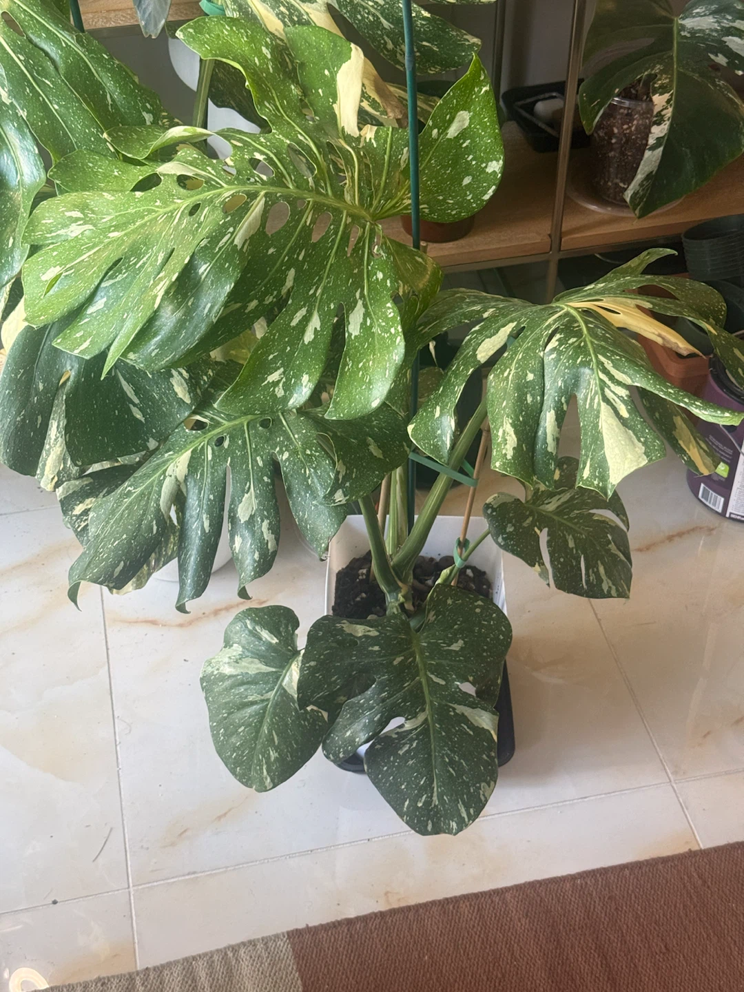 Large size Monstera Thai con Plant