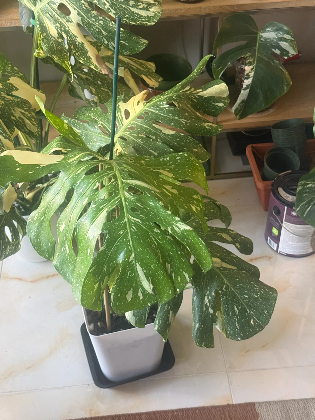 Large size Monstera Thai con Plant - photo 2