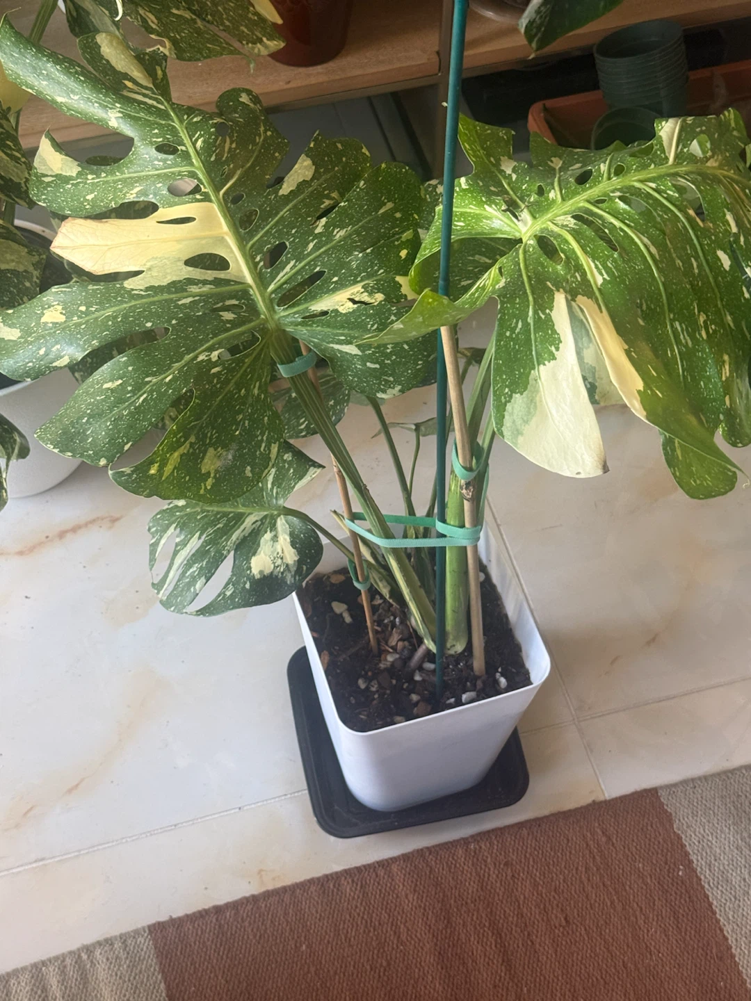 Large size Monstera Thai con Plant - photo 3