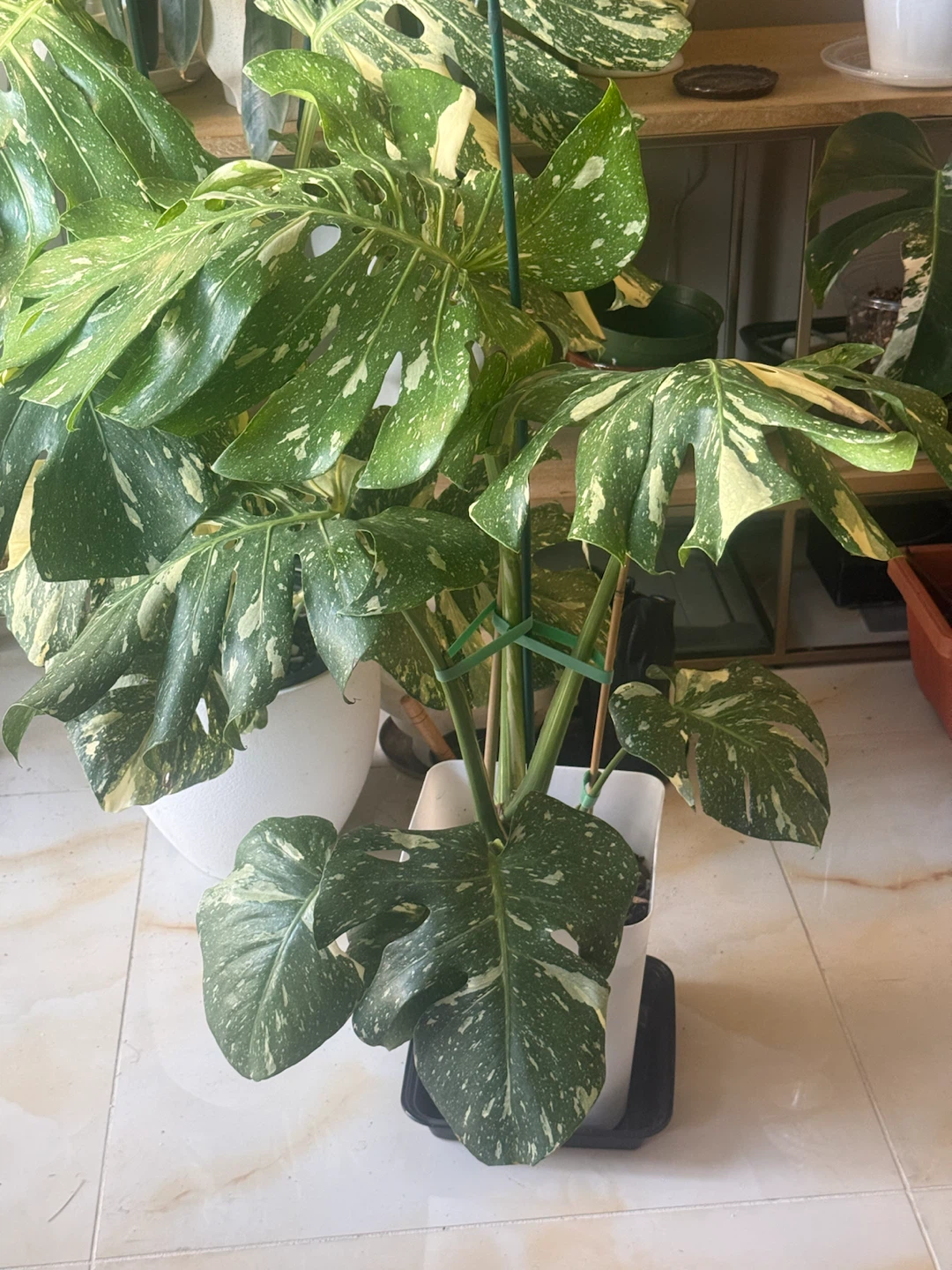Large size Monstera Thai con Plant - photo 4