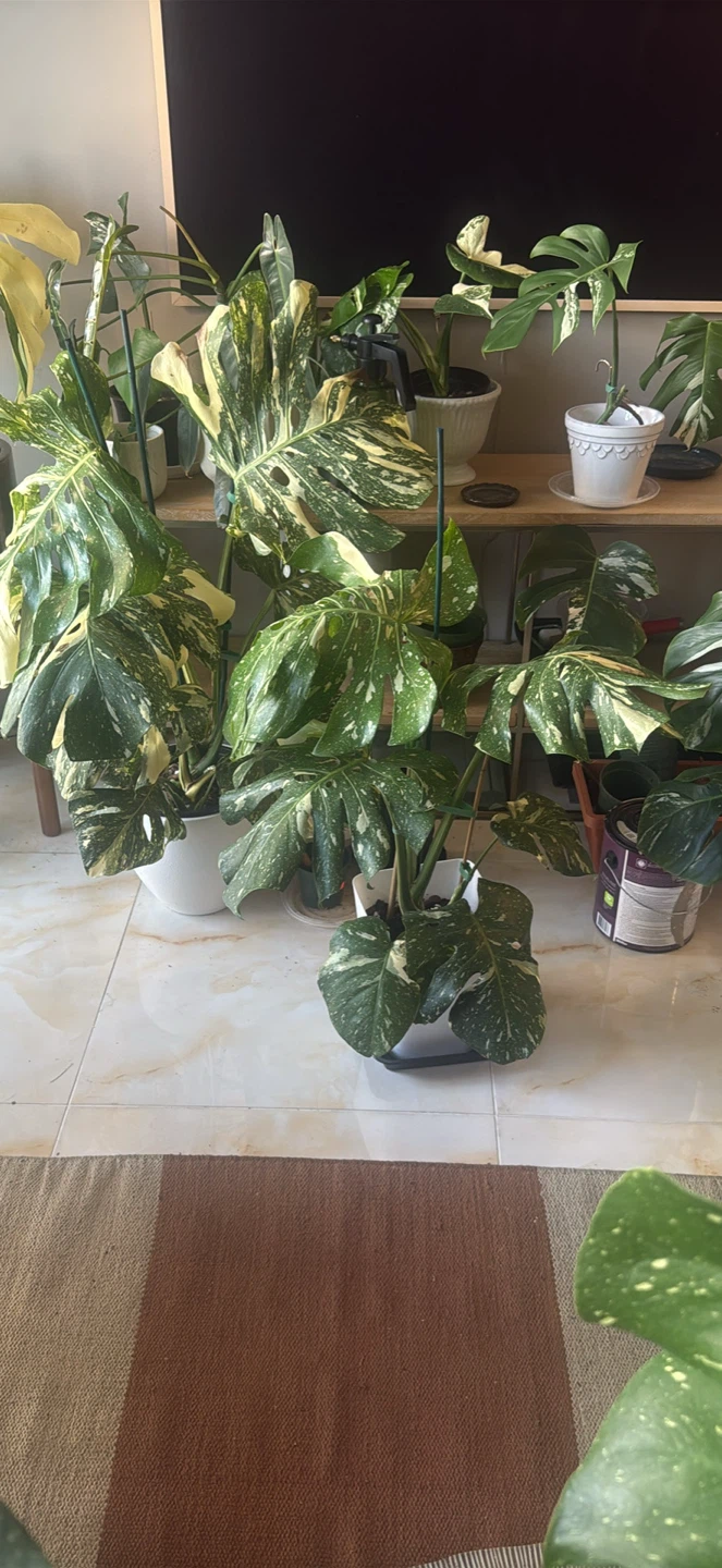Large size Monstera Thai con Plant - photo 5