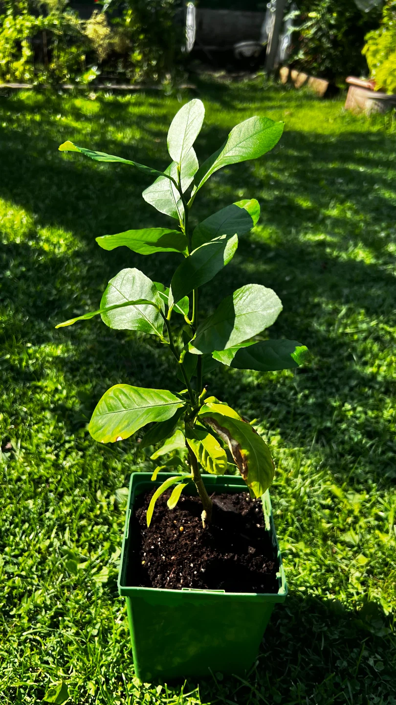 Potted Lemon Tree Plant