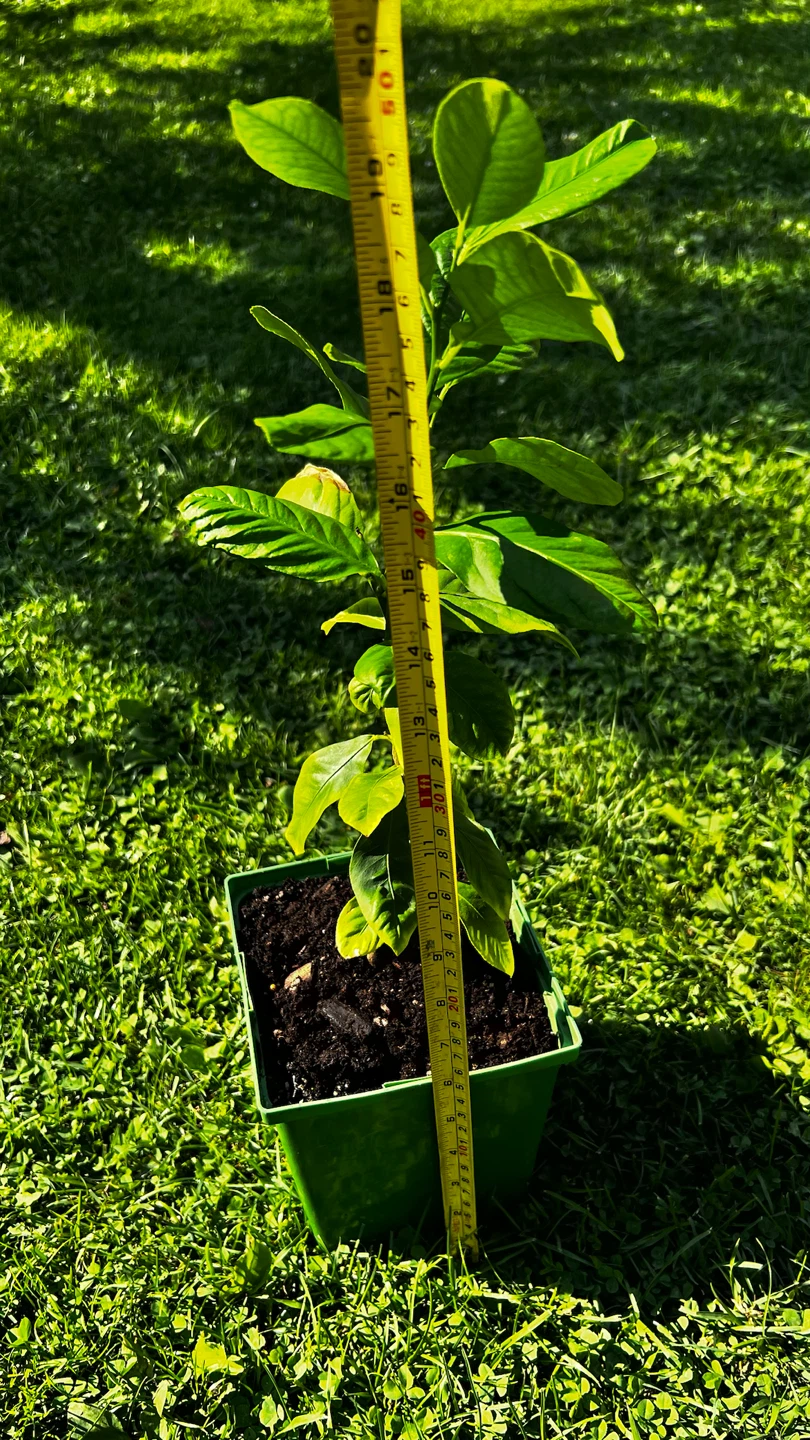 Potted Lemon Tree Plant - photo 2