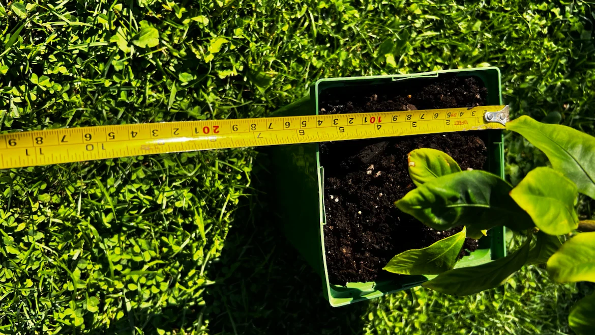 Potted Lemon Tree Plant - photo 3