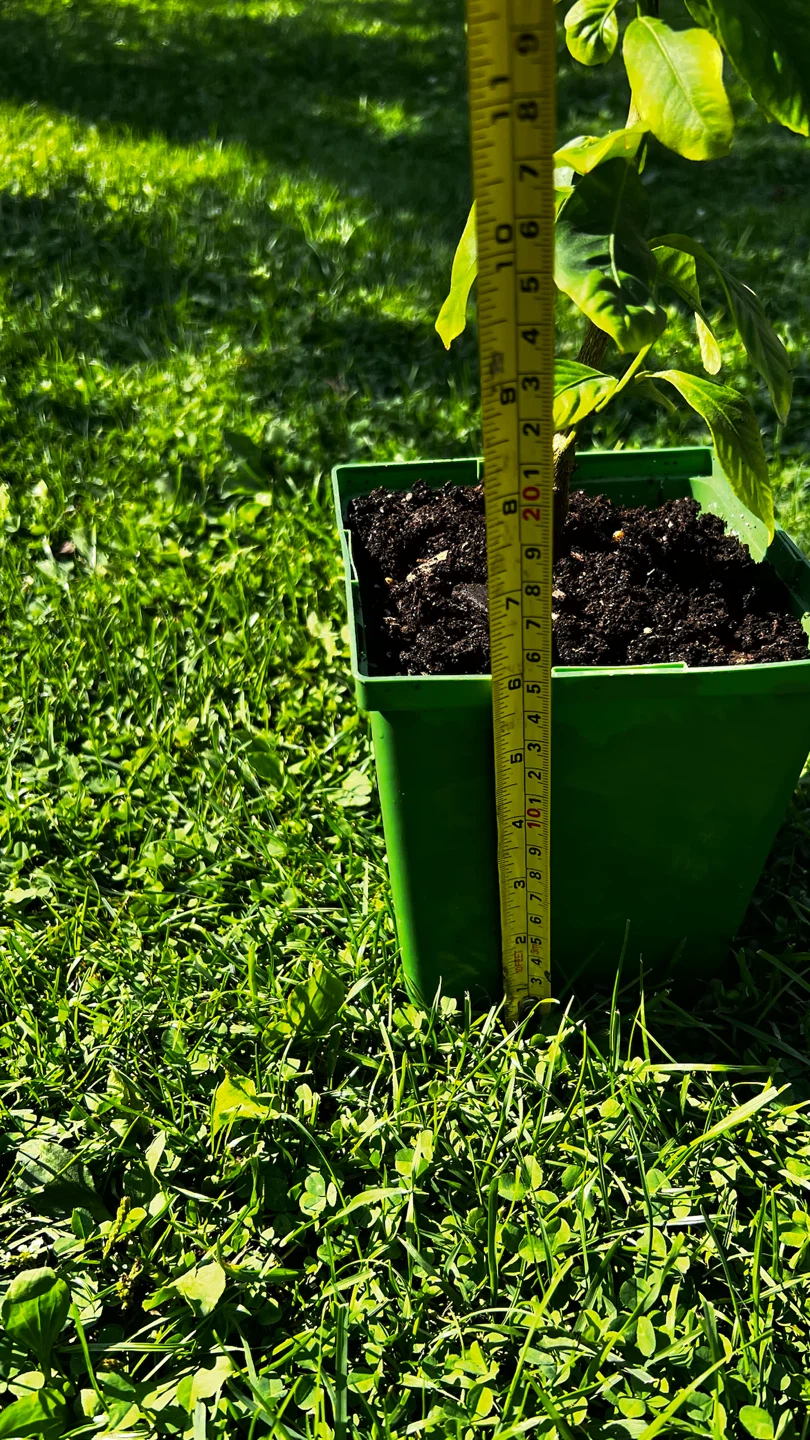 Potted Lemon Tree Plant - photo 4