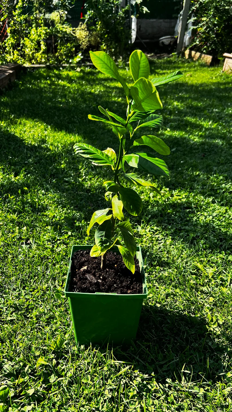 Potted Lemon Tree Plant - photo 5