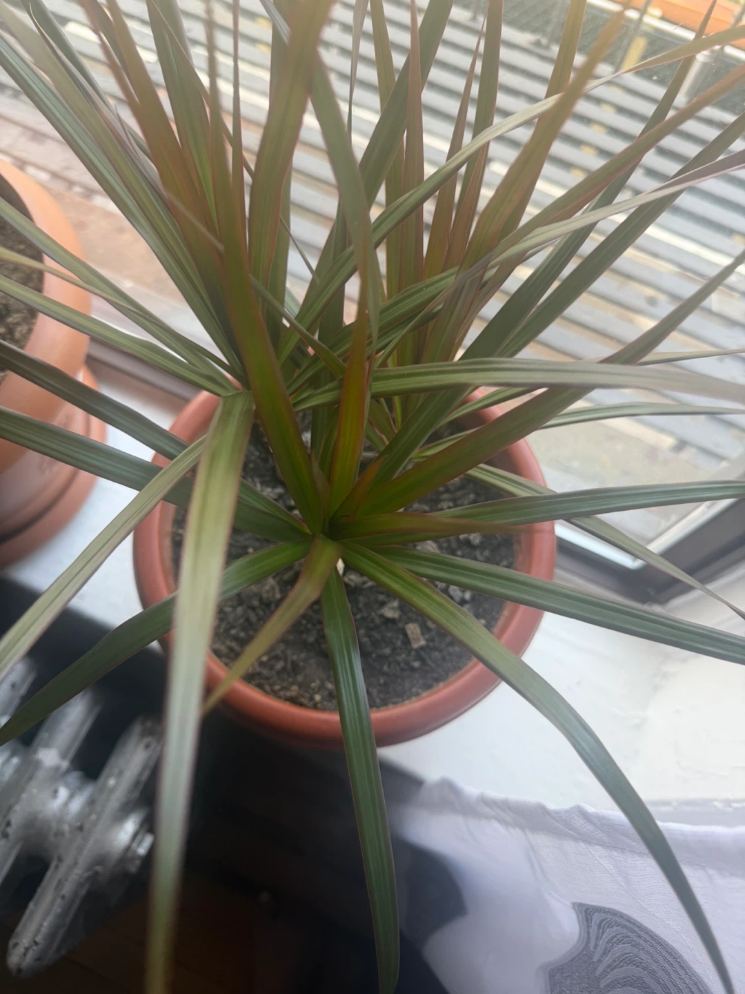 Dracaena Marginata Plant in Terracotta Pot
