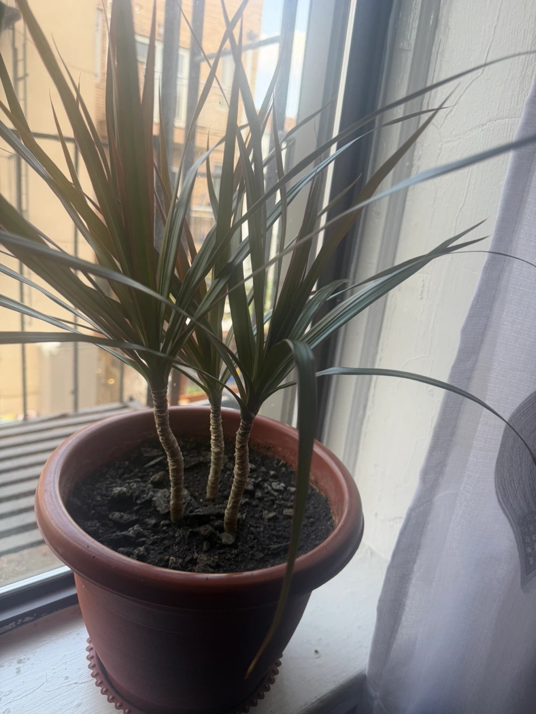 Dracaena Marginata Plant in Terracotta Pot - photo 2