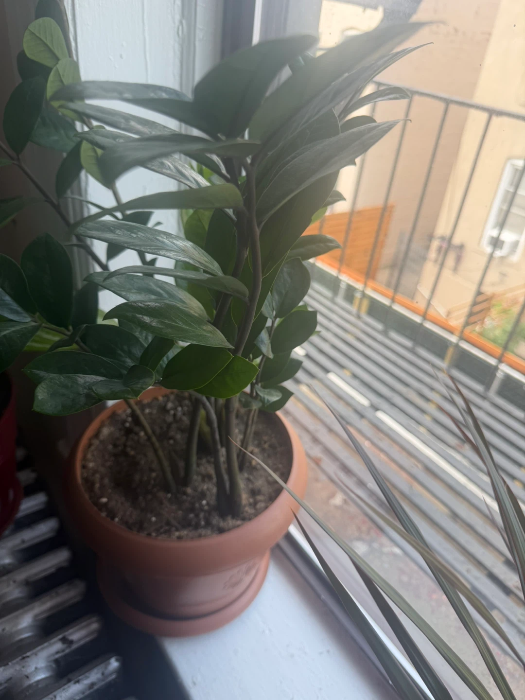 ZZ Plant in Terra Cotta Pot