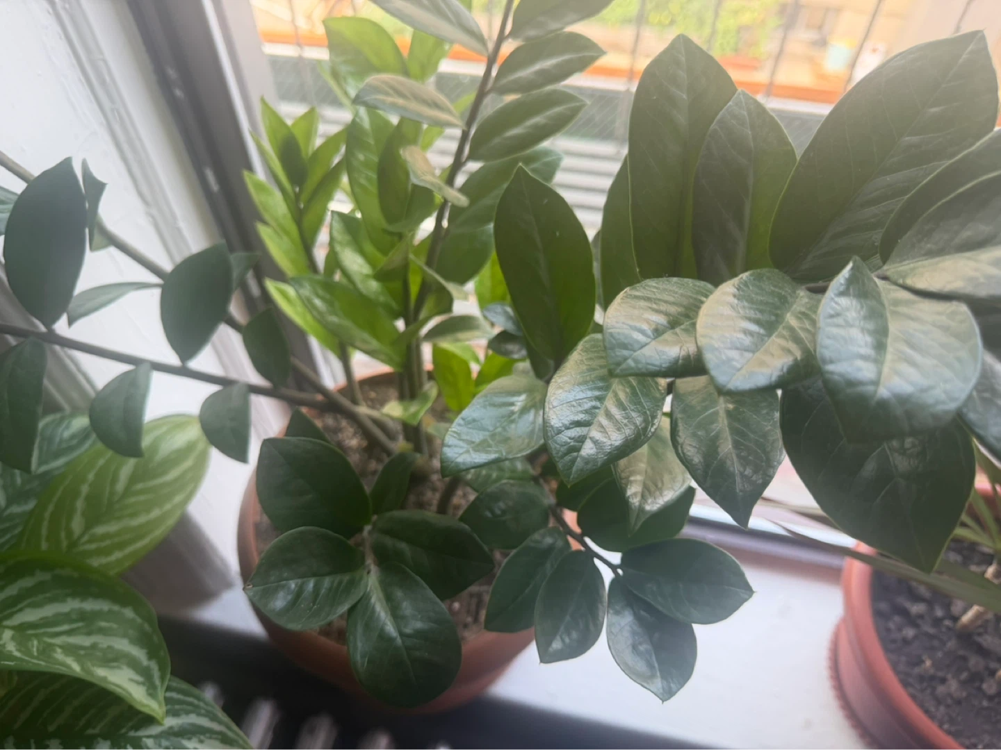 ZZ Plant in Terra Cotta Pot - photo 2