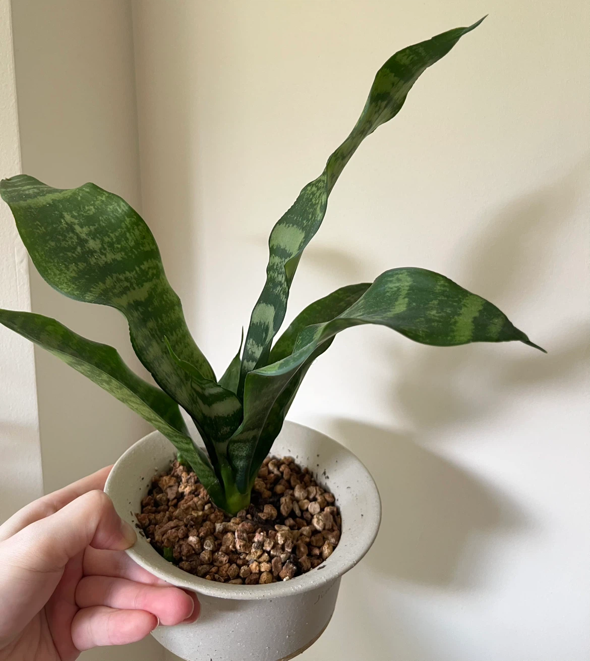 Snake Plant in white Pot