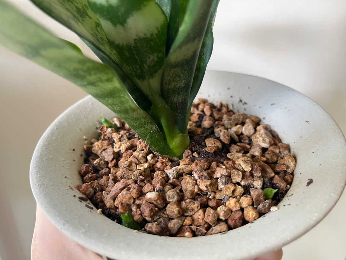 Snake Plant in white Pot - photo 2