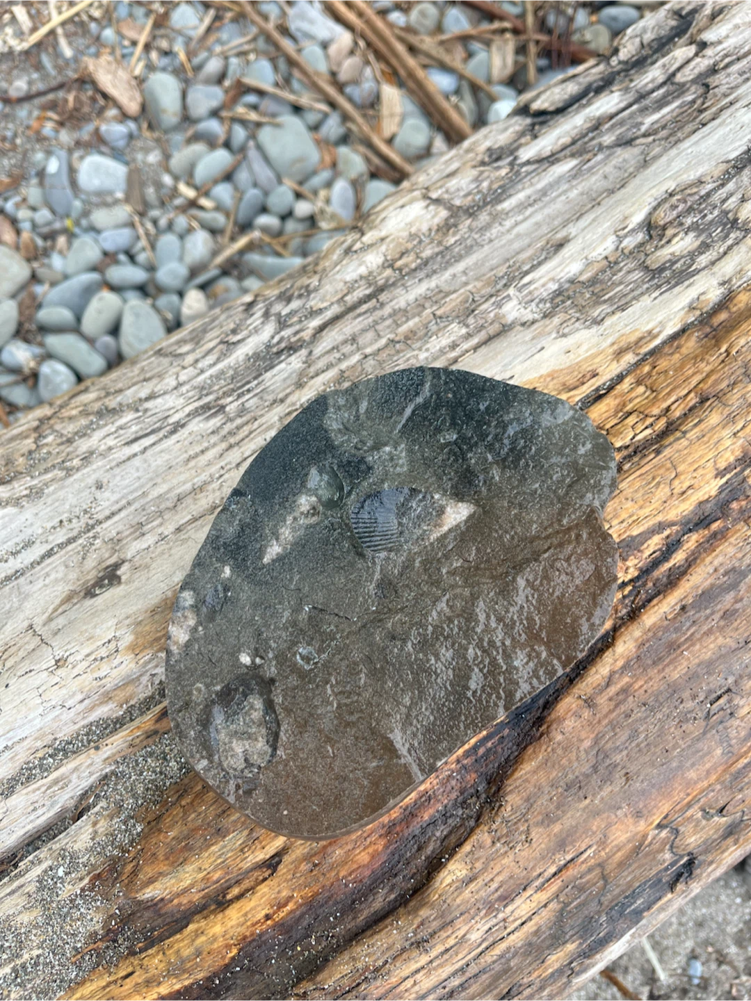 Fossil Stone with Imprint