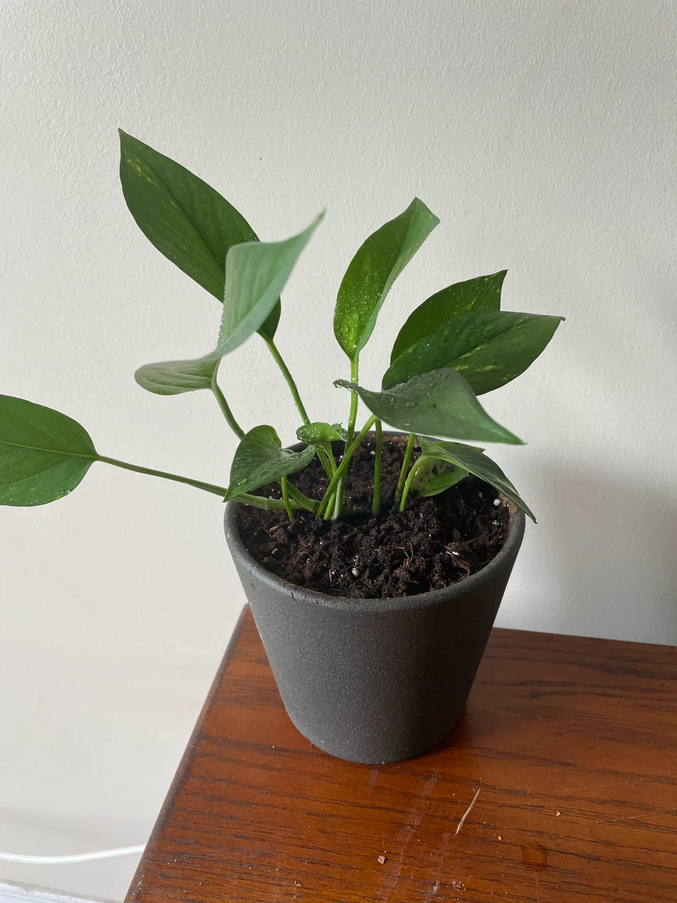 Pothos Plant in Grey Pot