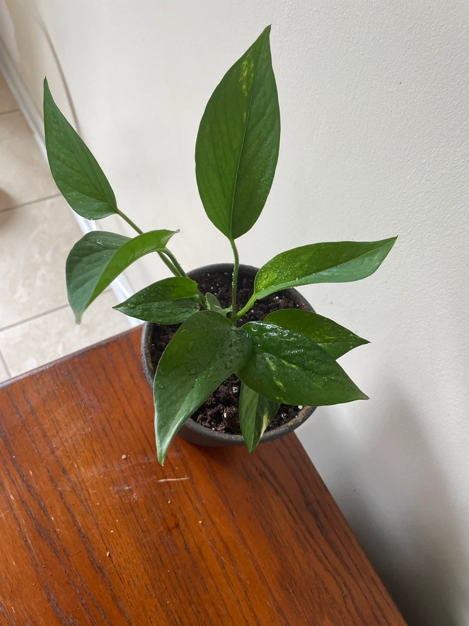 Pothos Plant in Grey Pot - photo 2