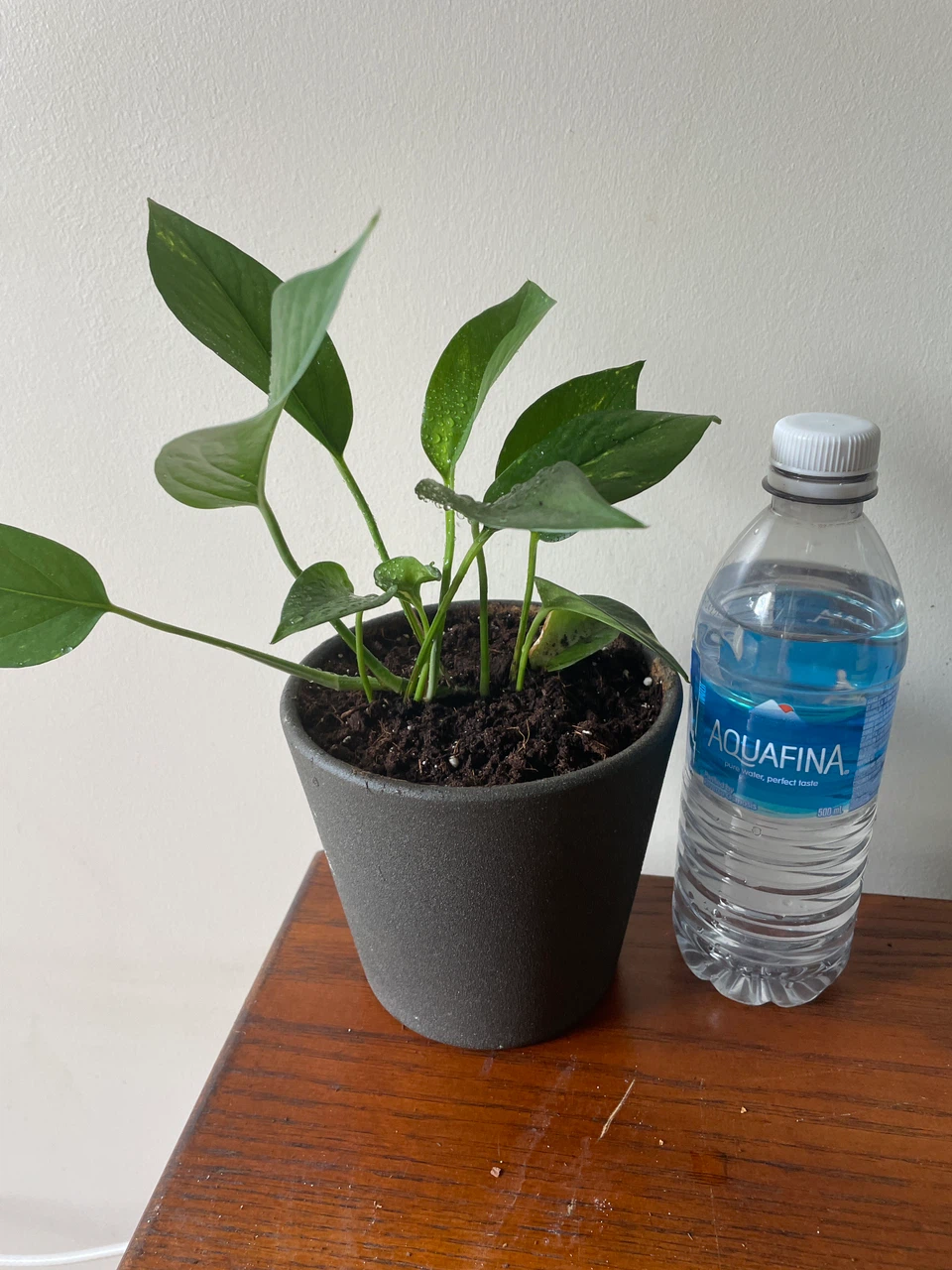 Pothos Plant in Grey Pot - photo 3