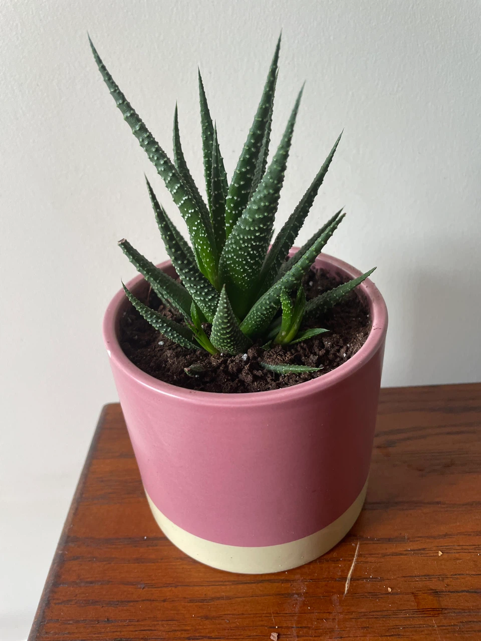Succulent in Pink and Cream Pot