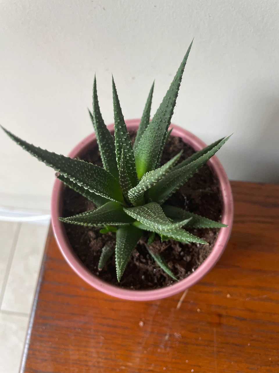 Succulent in Pink and Cream Pot - photo 2
