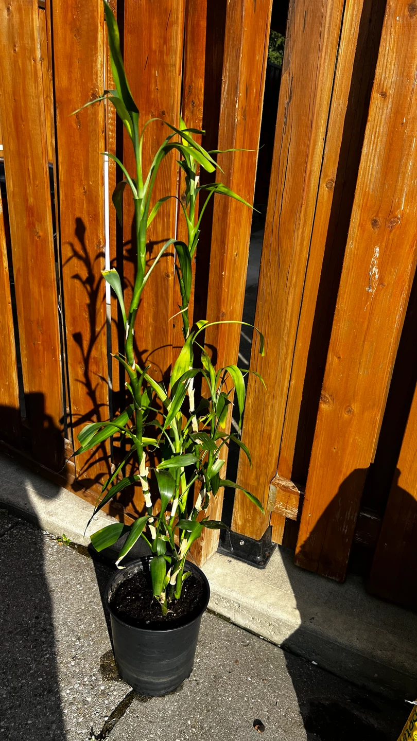 Lucky Bamboo Plant in Pot