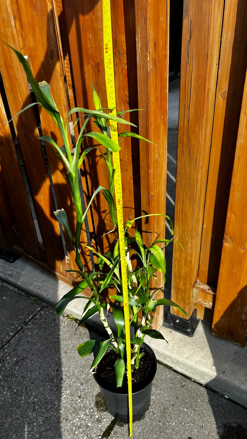 Lucky Bamboo Plant in Pot - photo 2