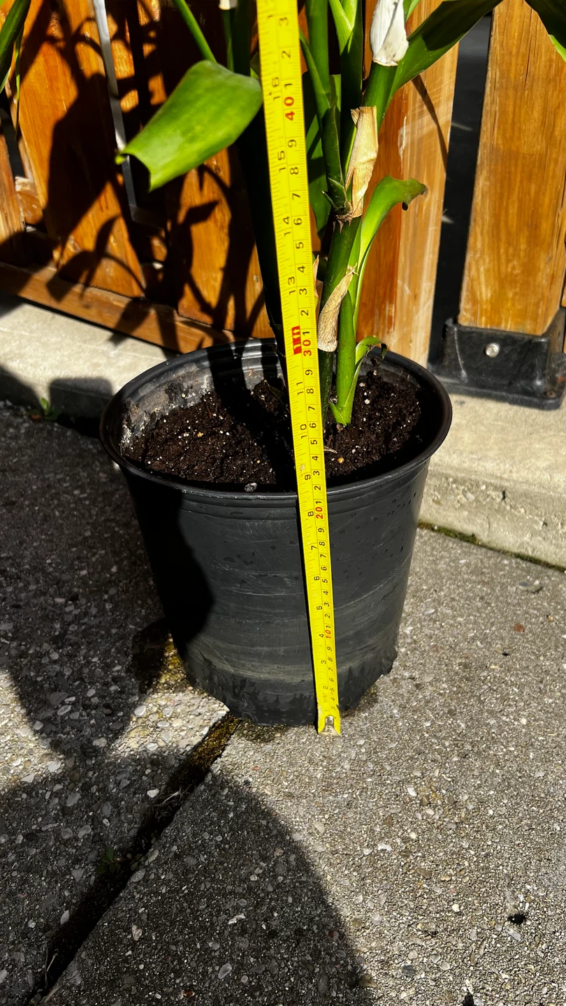 Lucky Bamboo Plant in Pot - photo 3