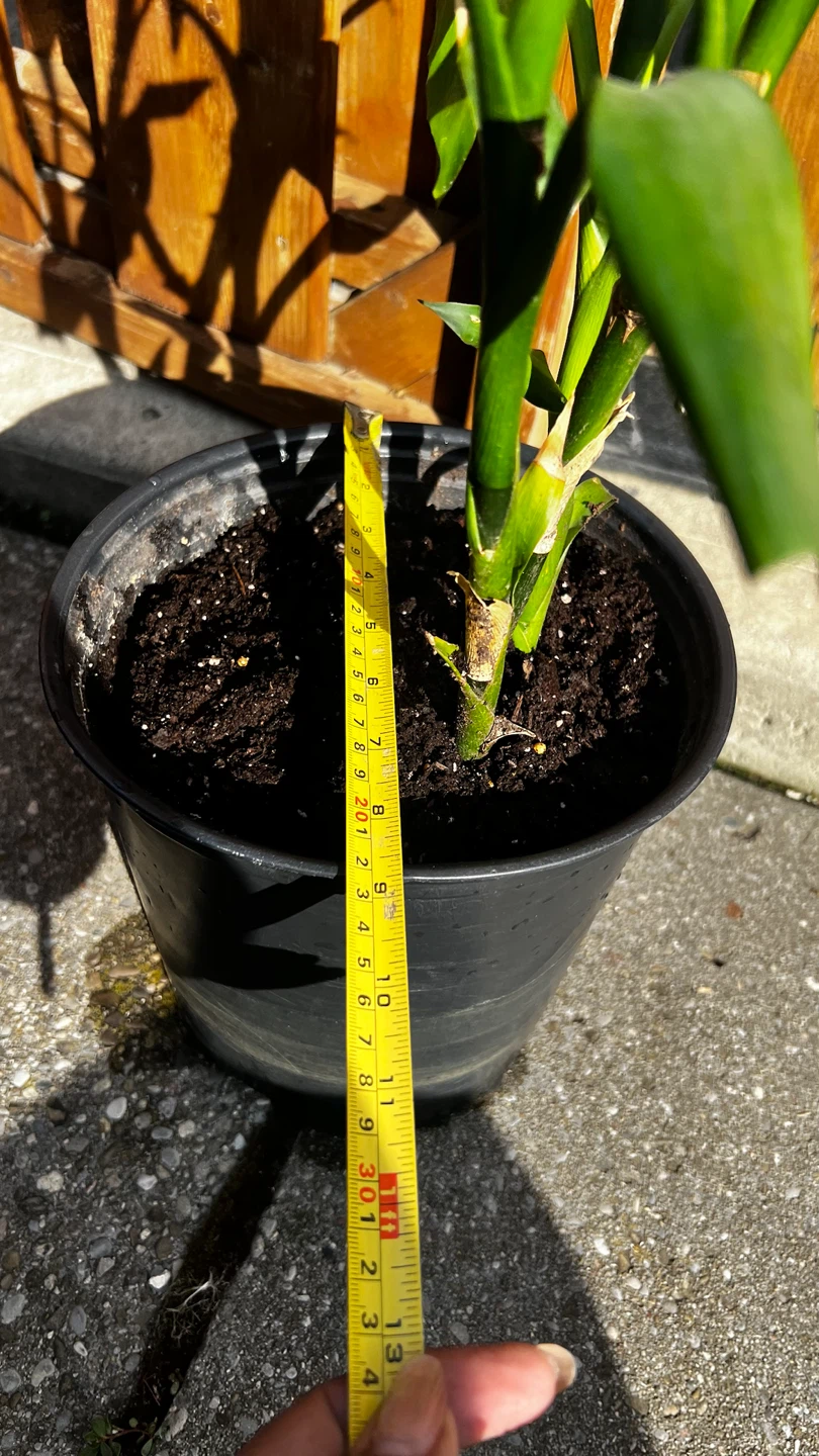 Lucky Bamboo Plant in Pot - photo 4
