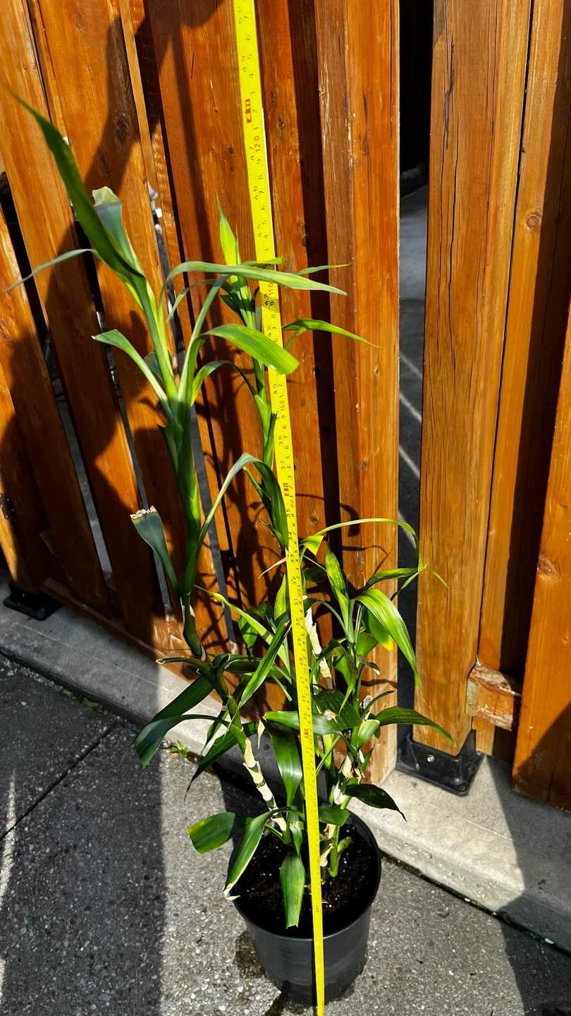 Lucky Bamboo Plant in Pot - photo 5