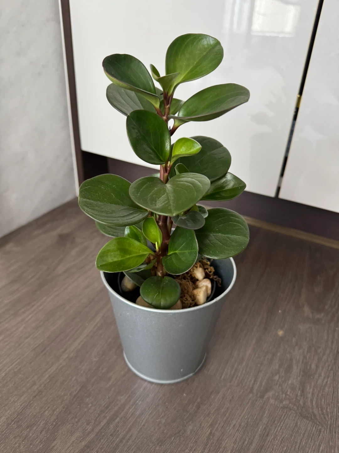 Peperomia Obtusifolia Plant