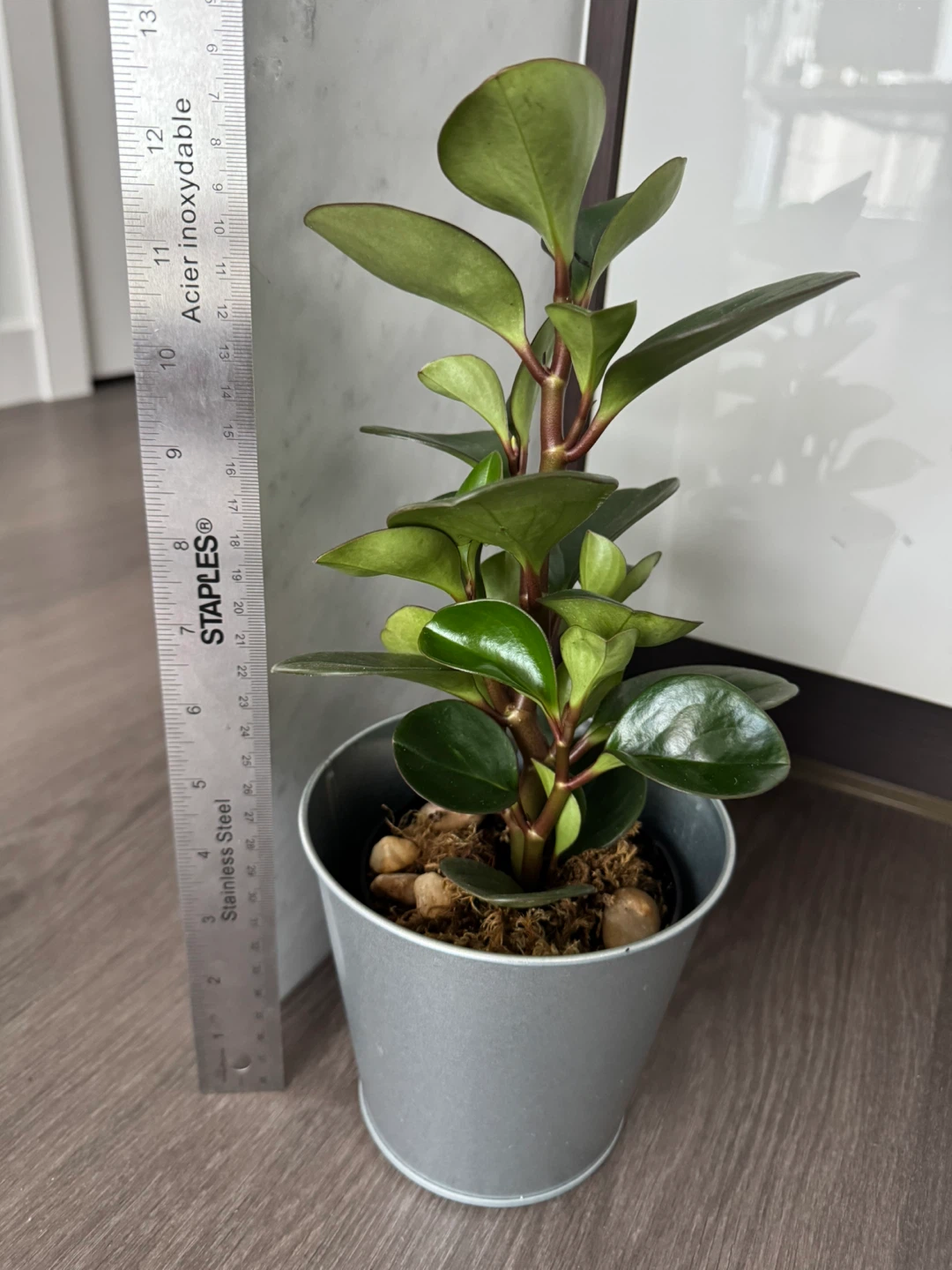 Peperomia Obtusifolia Plant - photo 2
