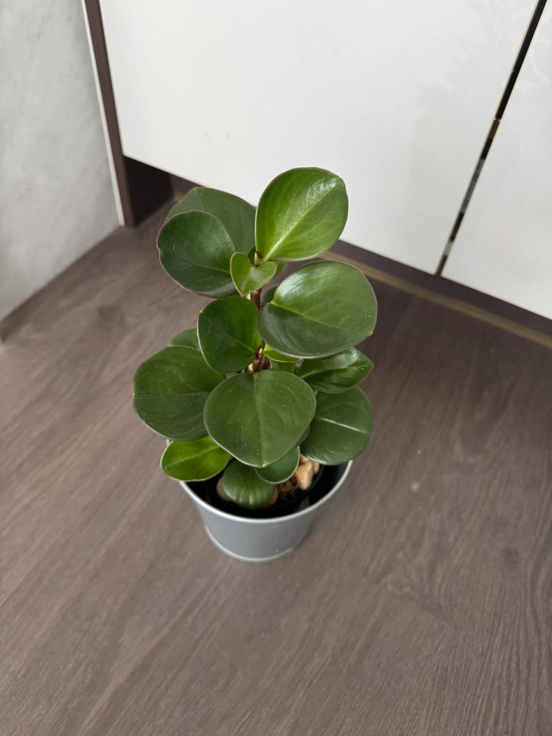 Peperomia Obtusifolia Plant - photo 3