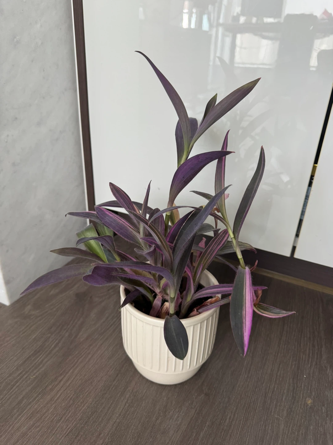 Purple Heart Plant in White Pot