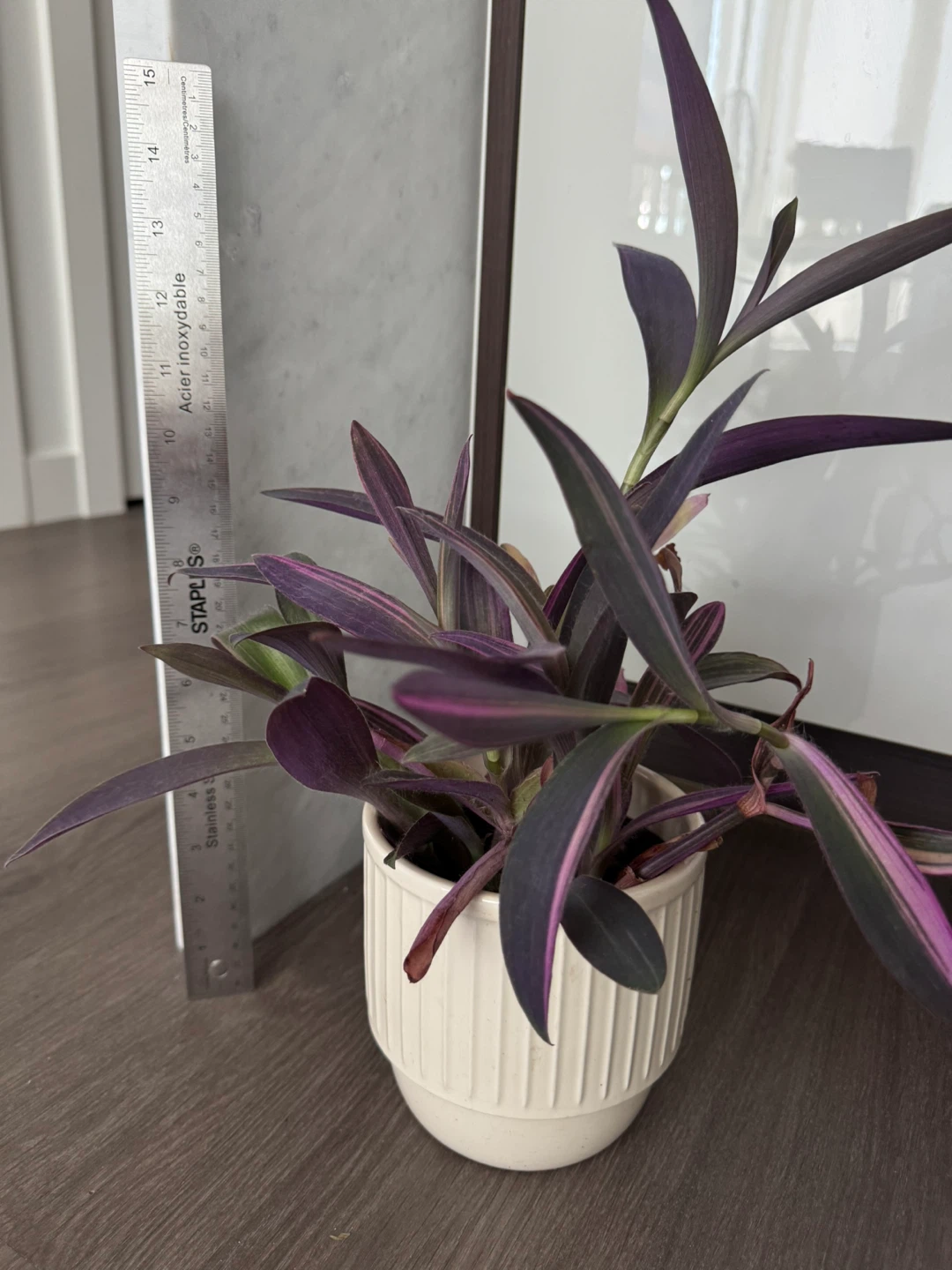 Purple Heart Plant in White Pot - photo 2