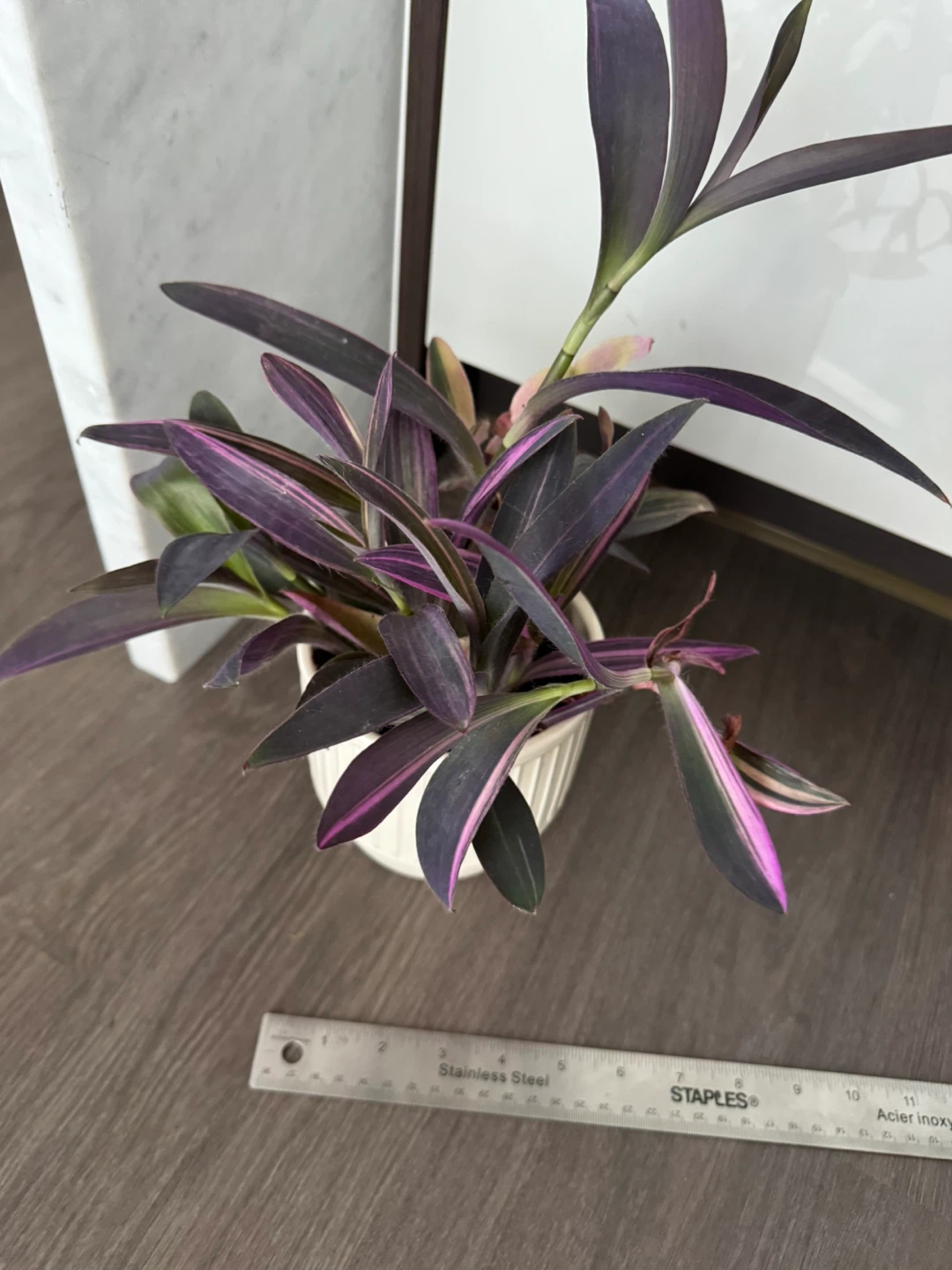 Purple Heart Plant in White Pot - photo 3
