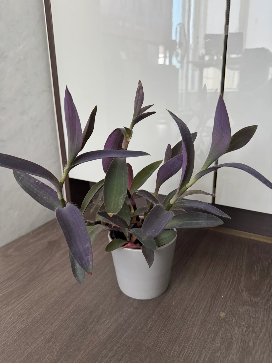 Purple Heart Plant in White Pot