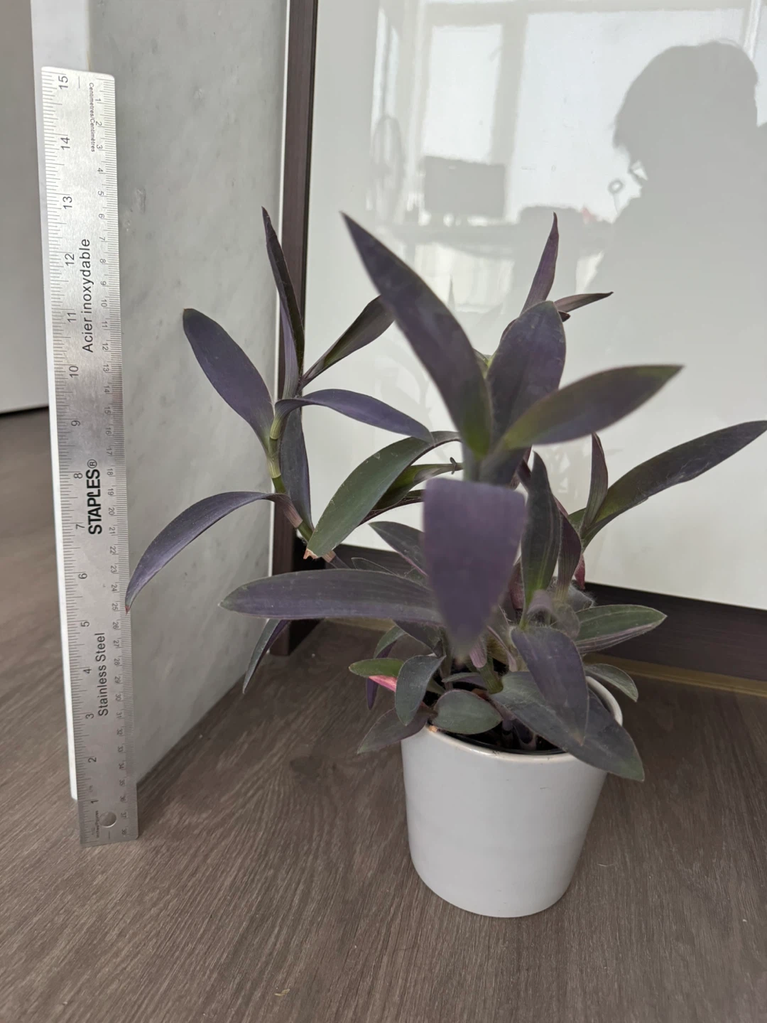 Purple Heart Plant in White Pot - photo 2