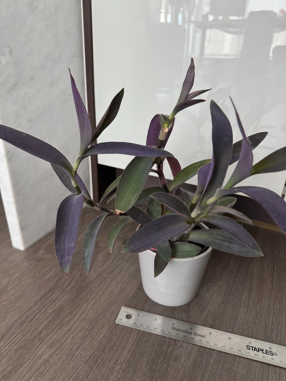 Purple Heart Plant in White Pot - photo 3