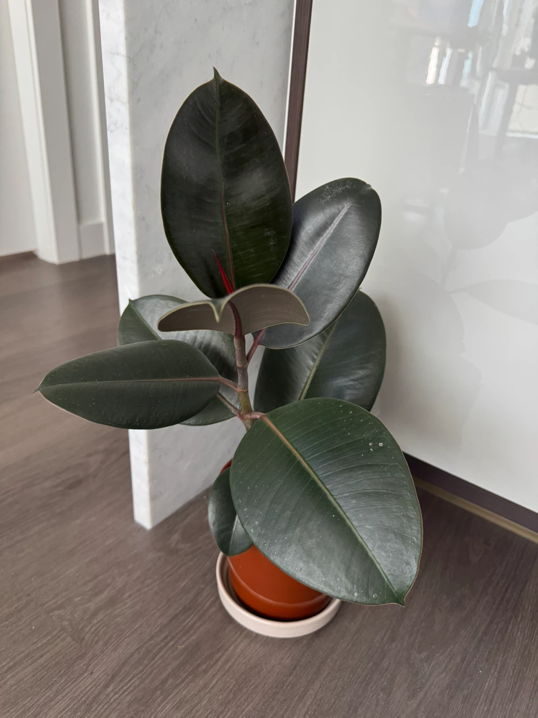 Rubber Plant in ceramic pot and tray