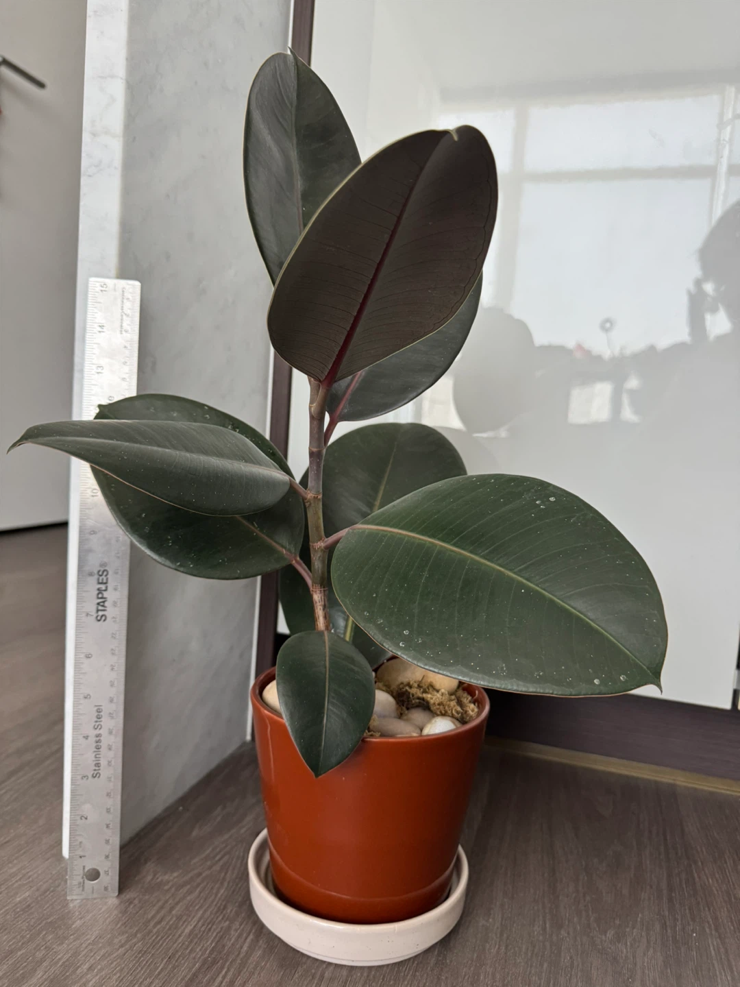 Rubber Plant in ceramic pot and tray - photo 2