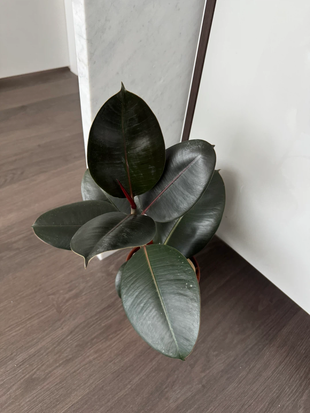 Rubber Plant in ceramic pot and tray - photo 3