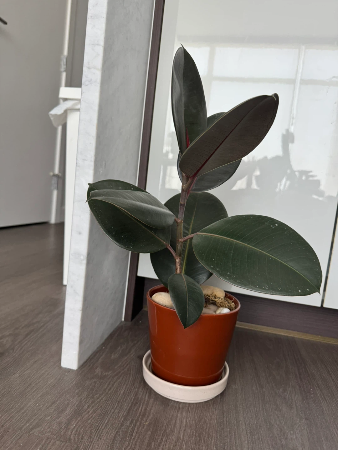 Rubber Plant in ceramic pot and tray - photo 4