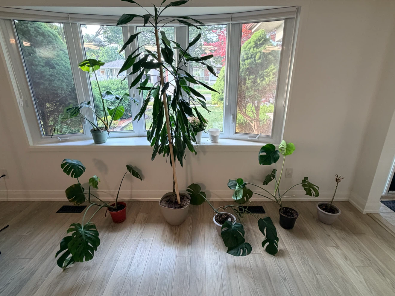 Beautiful Houseplants