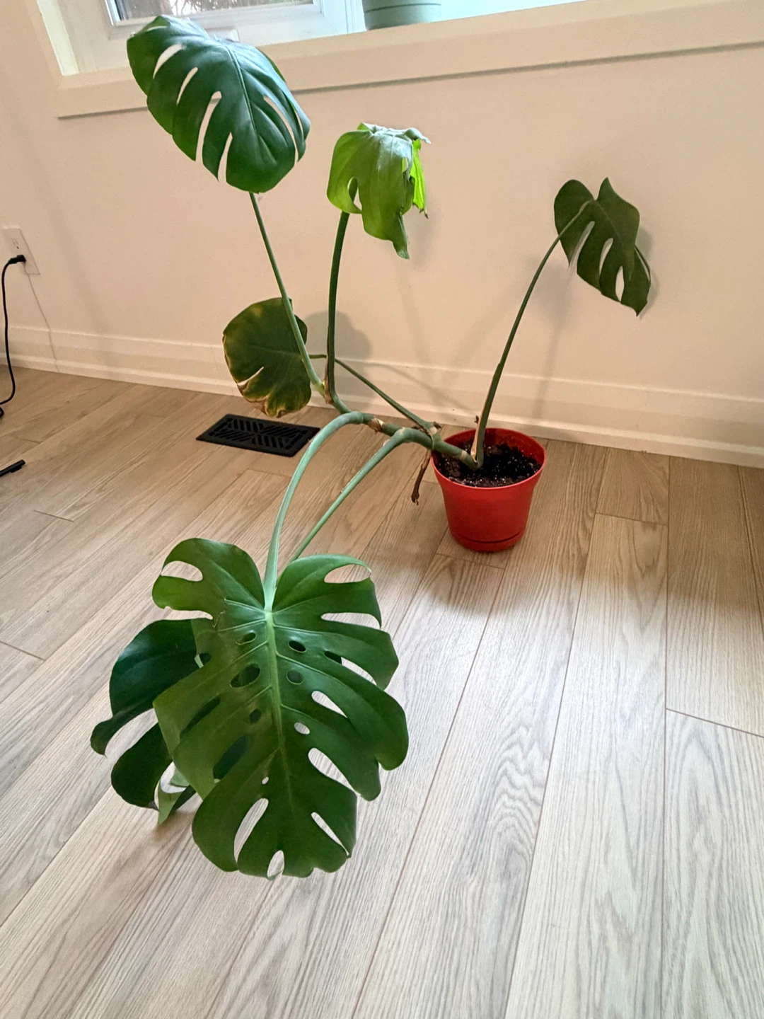 Beautiful Houseplants - photo 2